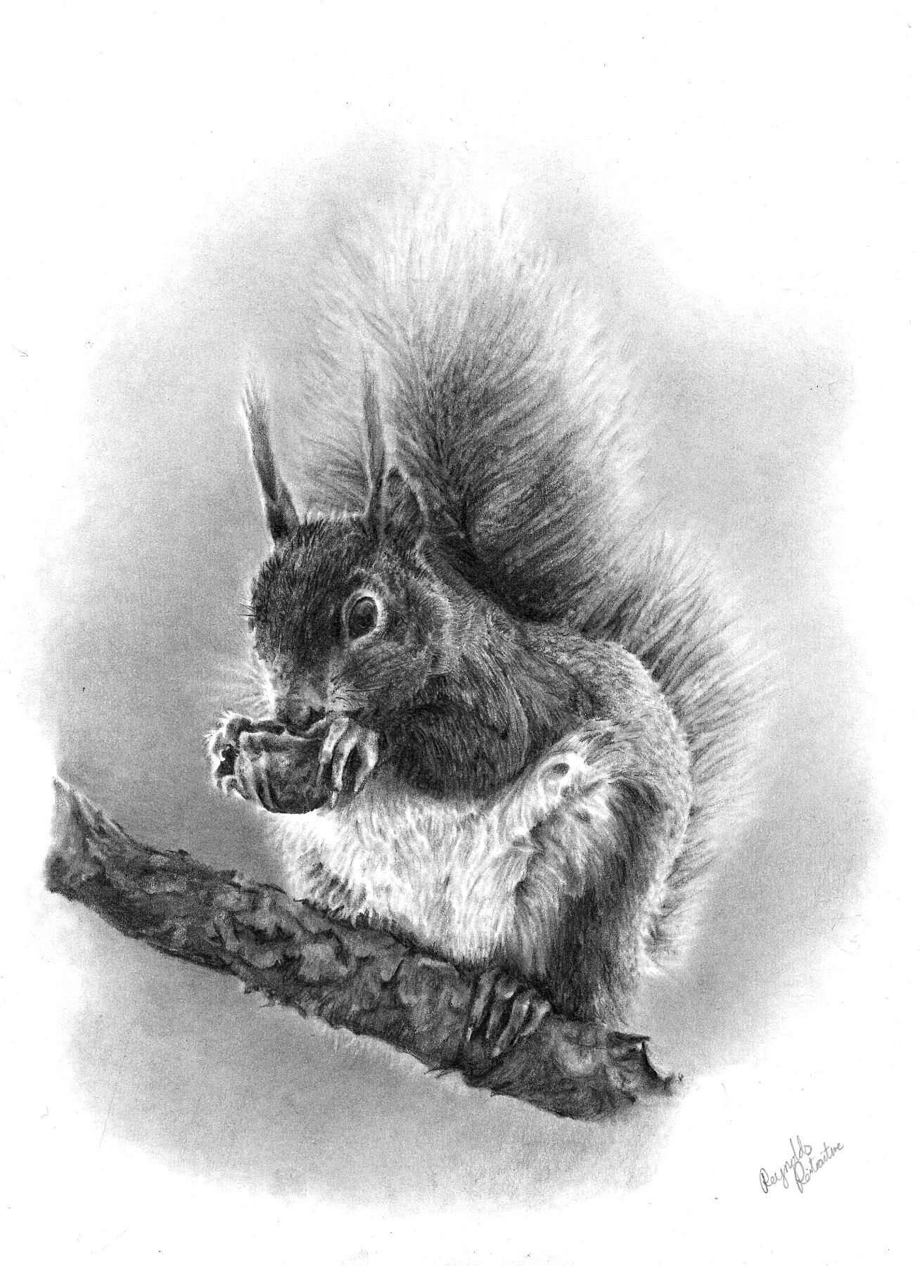 Hand-drawn graphite art of red squirrel on a tree nibbling a nut, fine art print inspured by the scottish highlands' woodland wildlife.

home-accessories wall-art prints nature-print poppies-print fine-art scottish-art unique-gift unique-art animal-lover